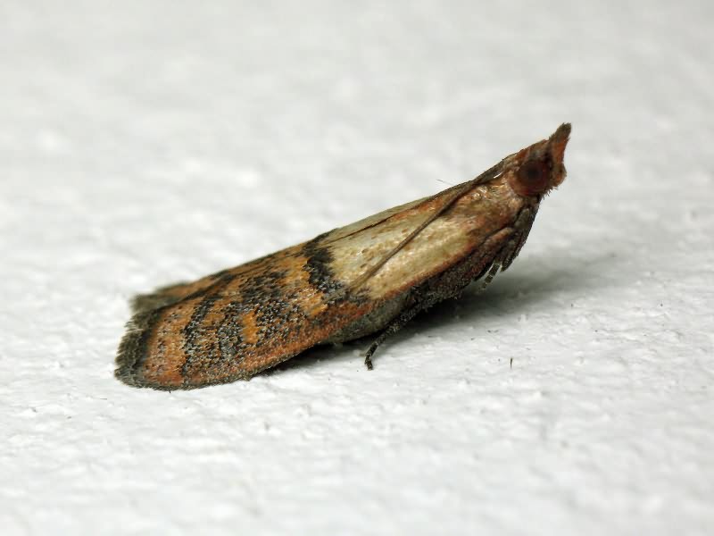 Plodia interpunctella (Hübner, 1813)